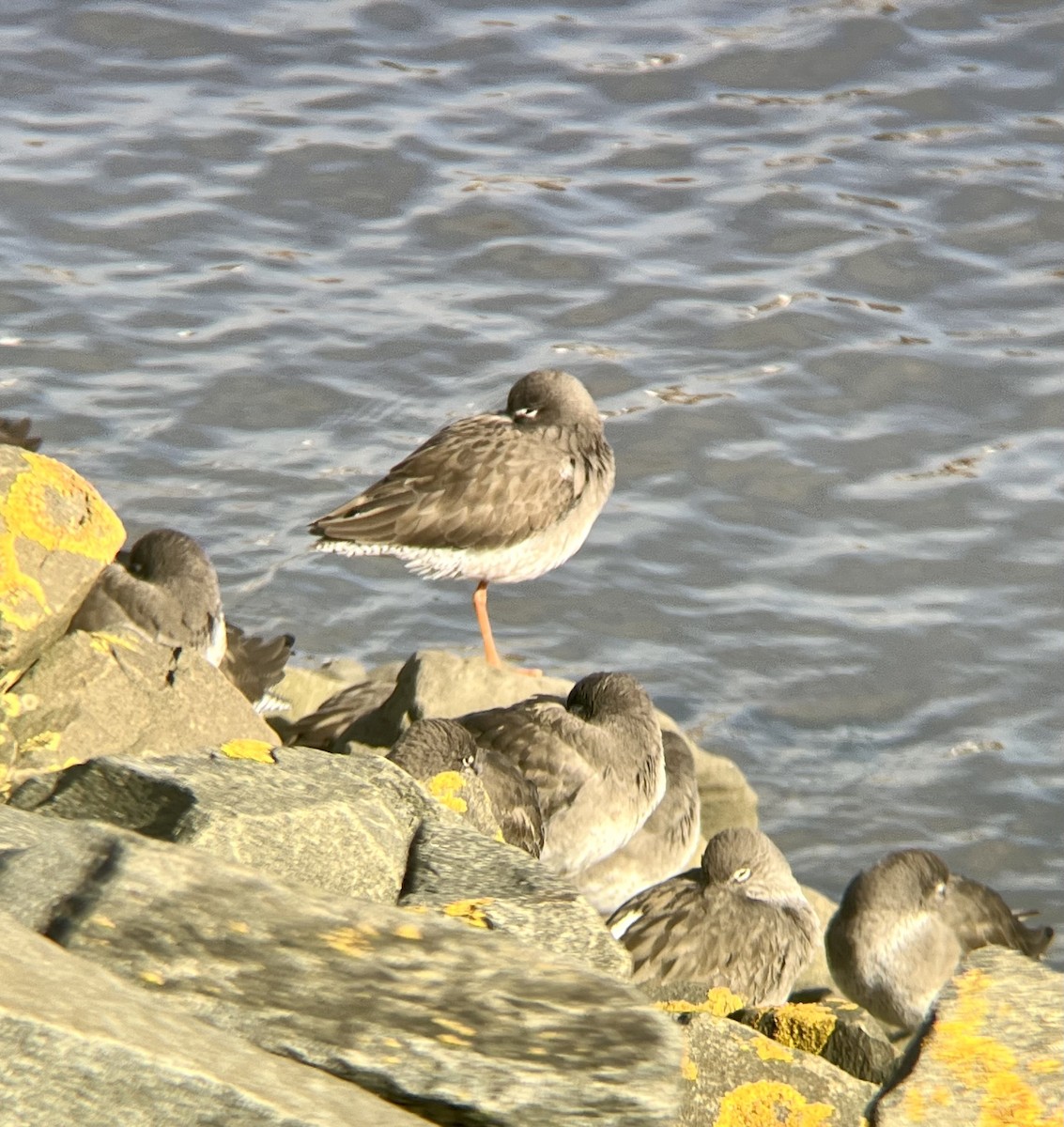 Common Redshank - ML631215271