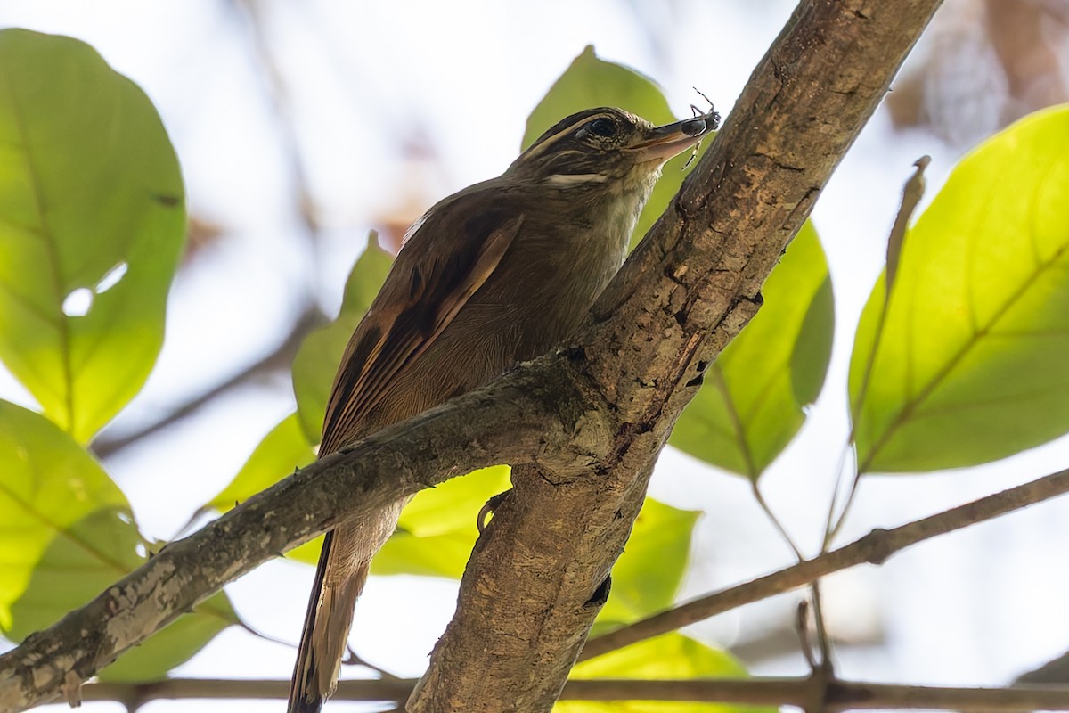 Northern Plain-Xenops - ML631215290