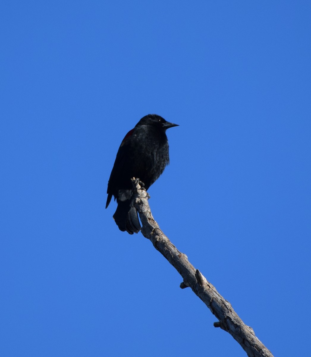 Red-winged Blackbird - ML631215384