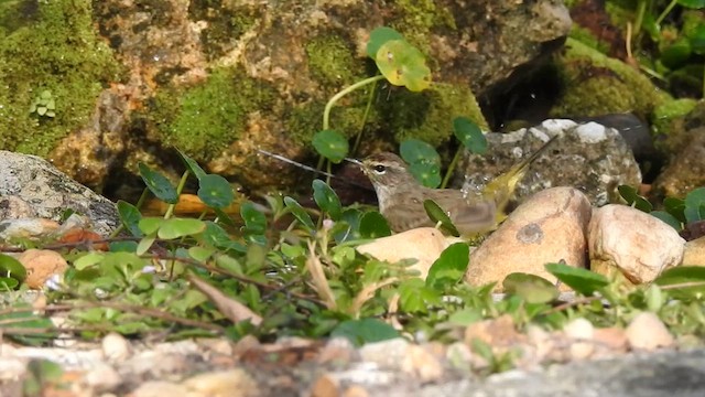 Palm Warbler - ML631215409