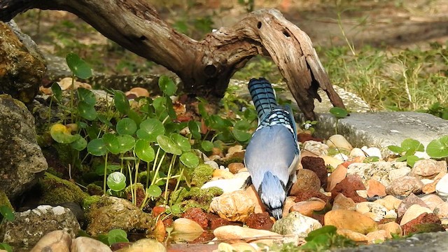 Blue Jay - ML631215445