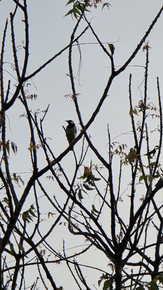 Indian Pied Starling - ML631215507