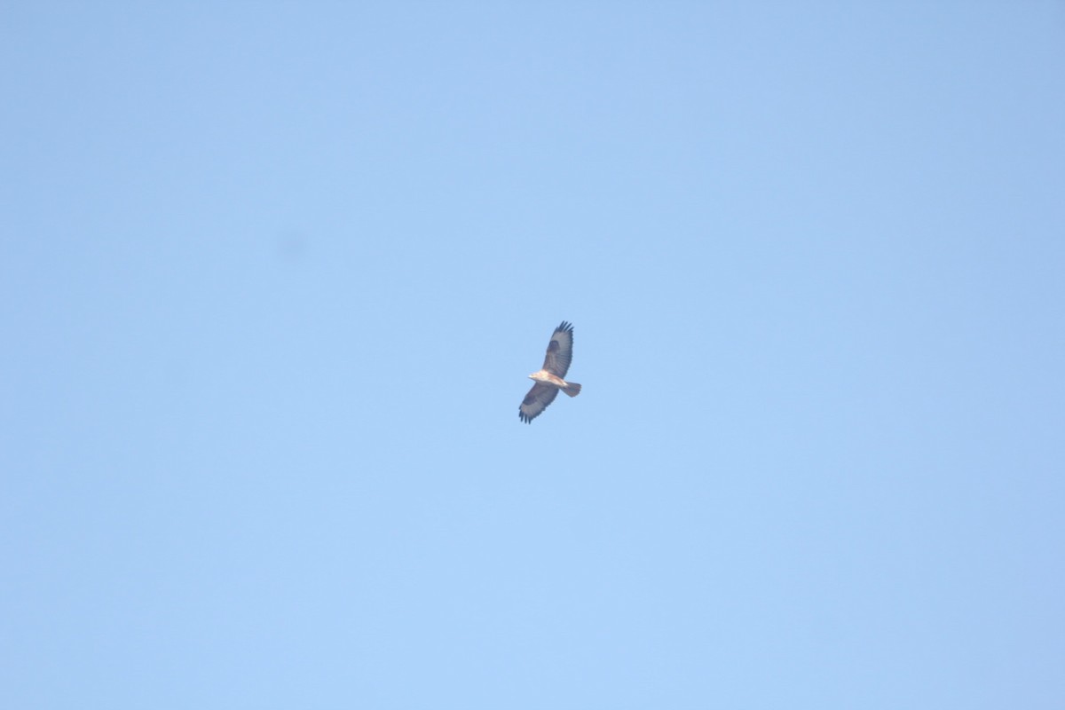 Long-legged Buzzard - ML631215669