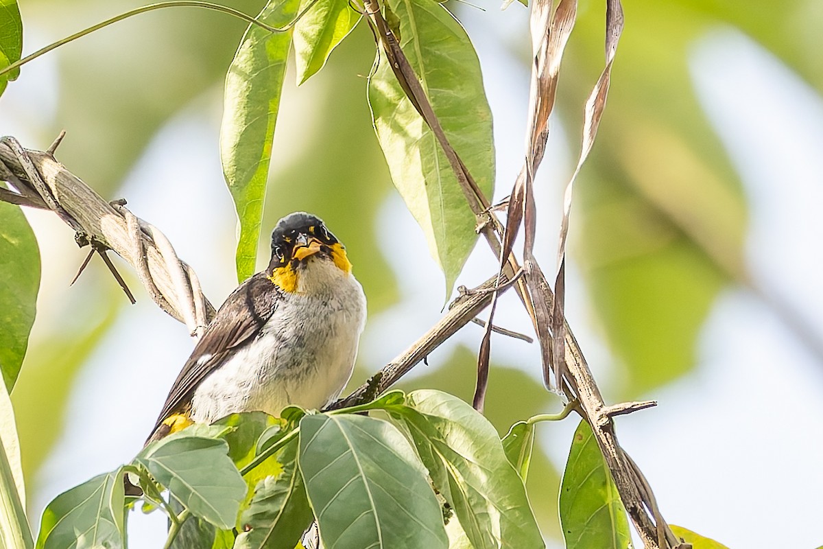 Yellow-backed Tanager - ML631215776