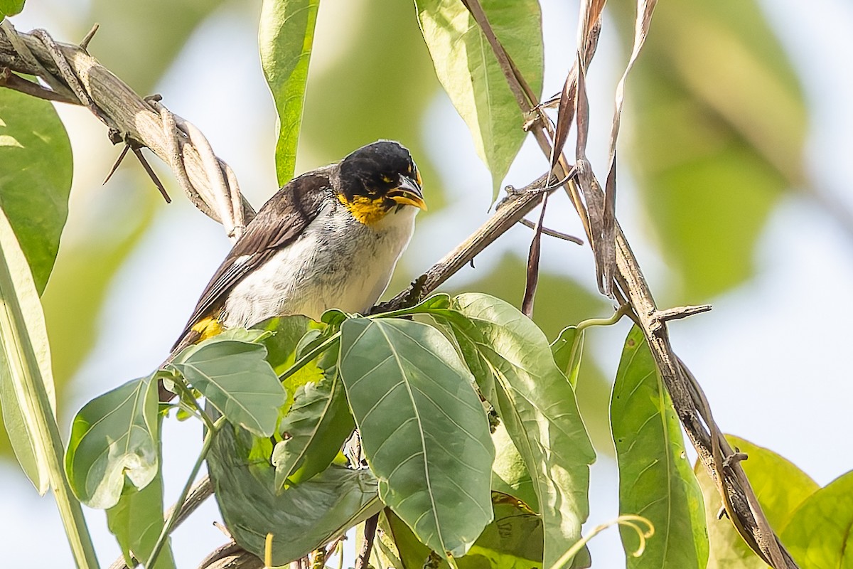 Yellow-backed Tanager - ML631215777