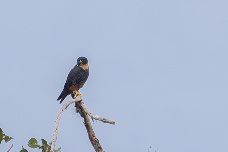 Bat Falcon - ML631215974