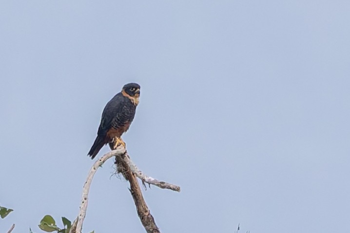 Bat Falcon - ML631215975