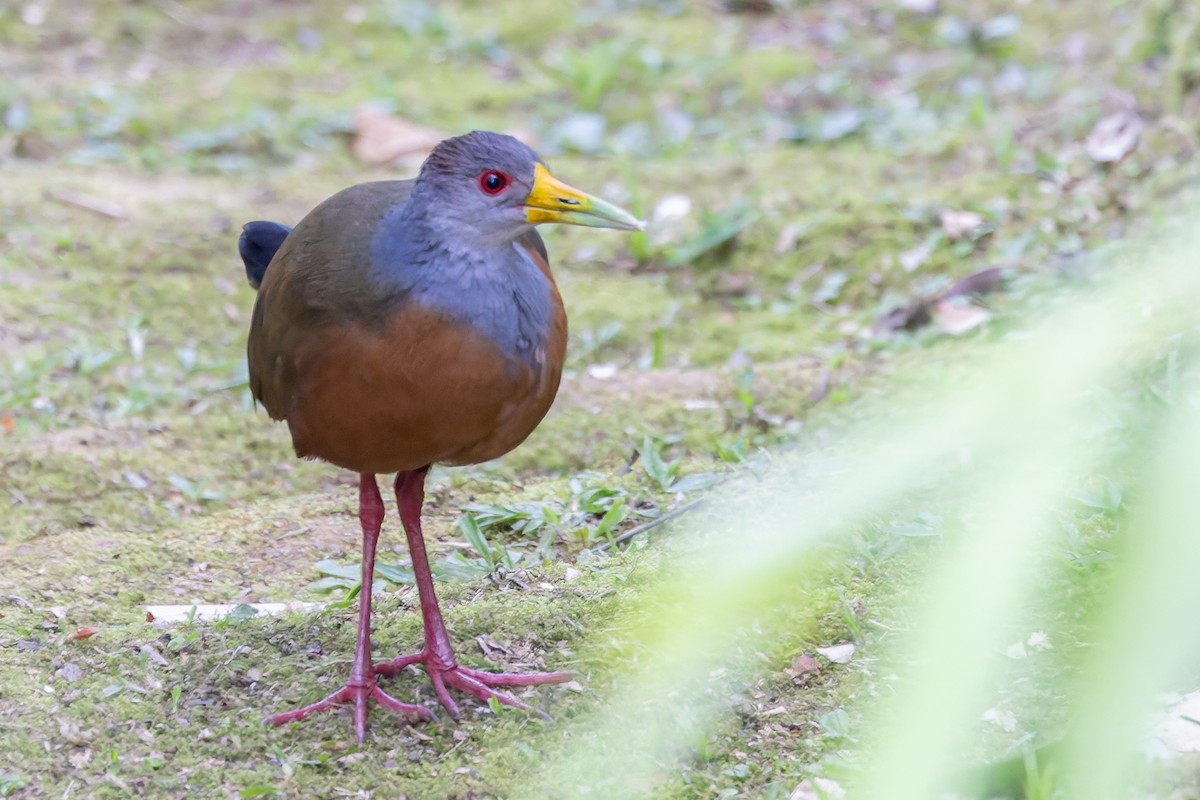 Gray-cowled Wood-Rail - ML631216094