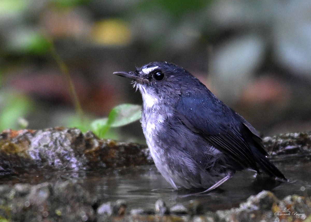 Lesser Shortwing - ML631216193