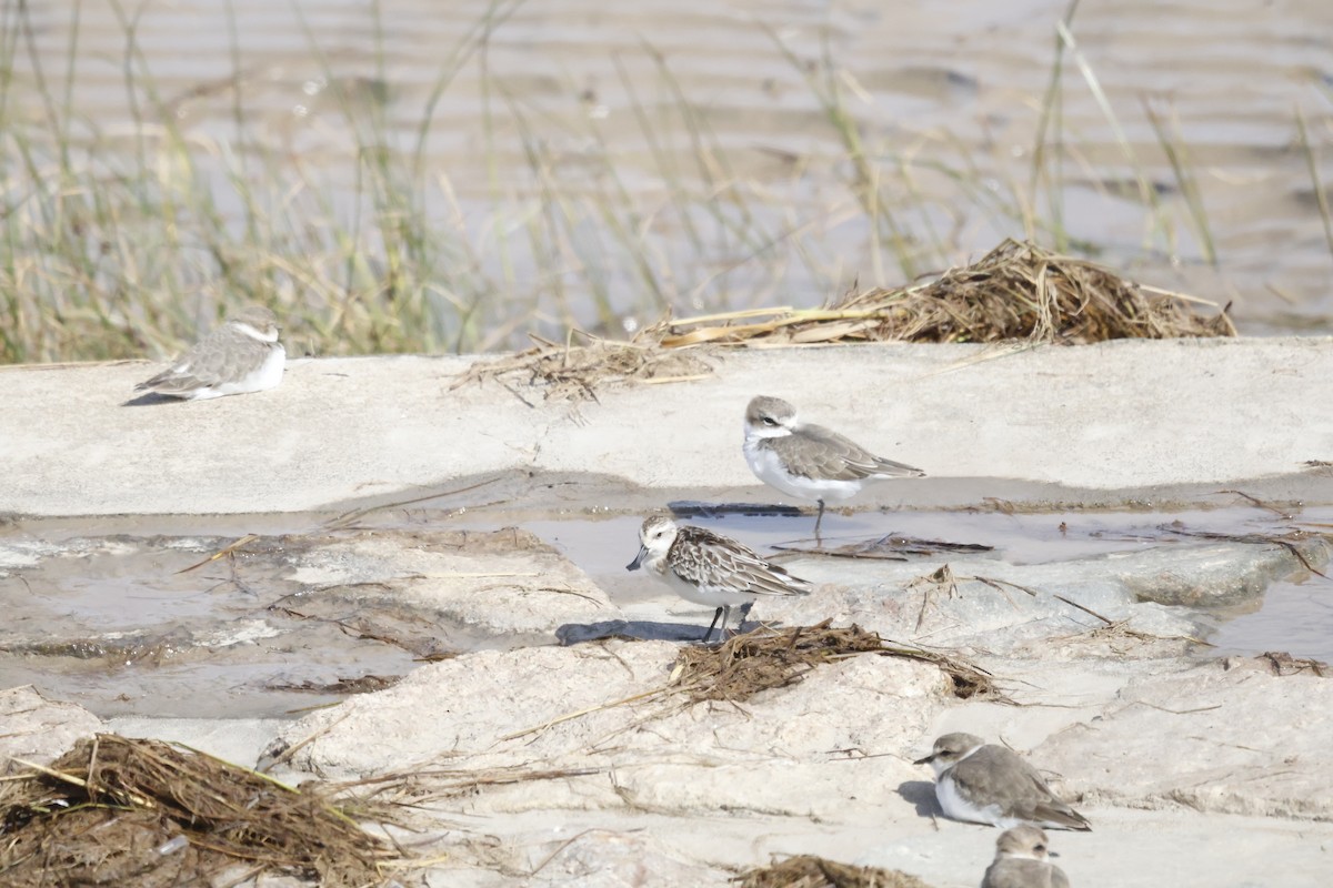 Spoon-billed Sandpiper - ML631216429
