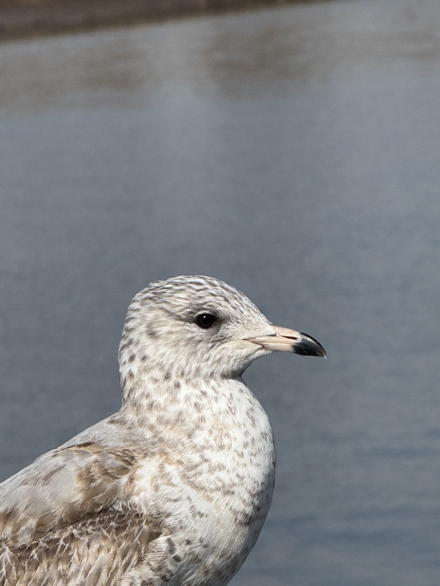 Ring-billed Gull - ML631216586