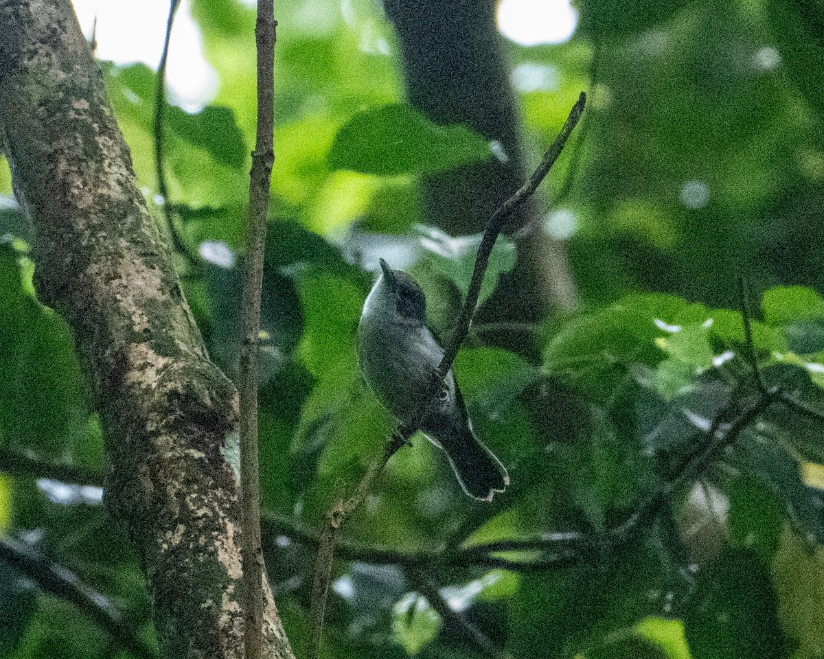Rarotonga Monarch - ML631216727