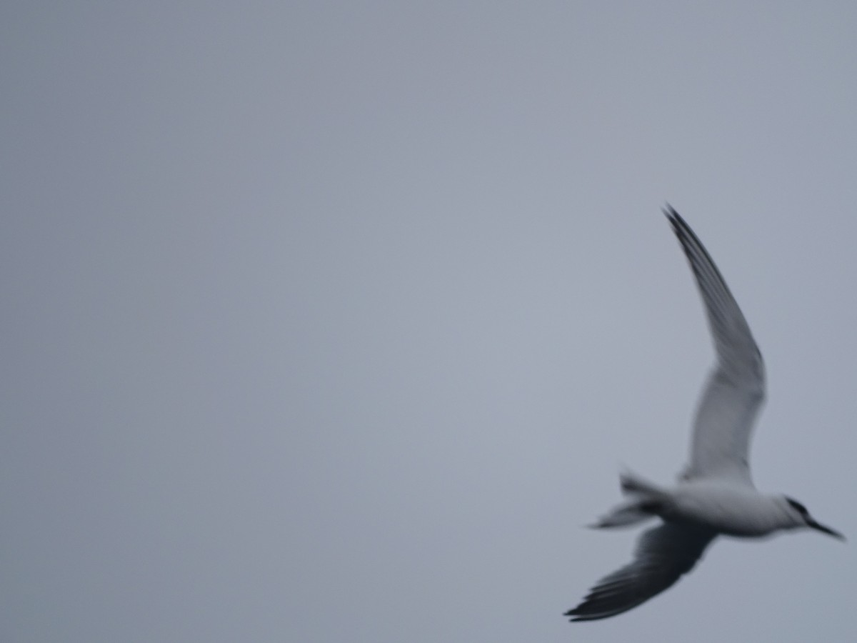 Sandwich Tern - ML631216805