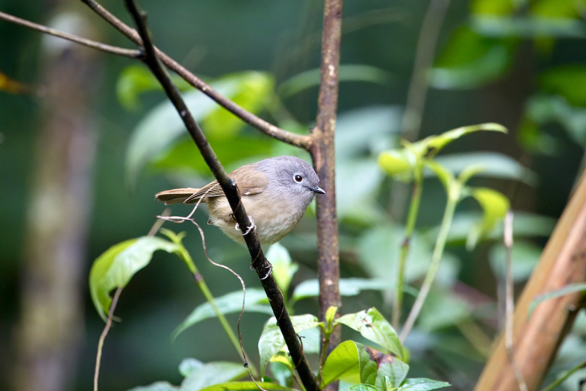 David's Fulvetta - ML631216842