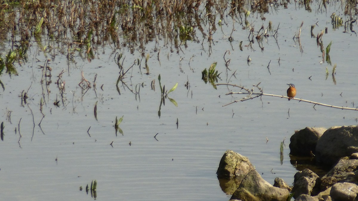 Common Kingfisher - ML631217041