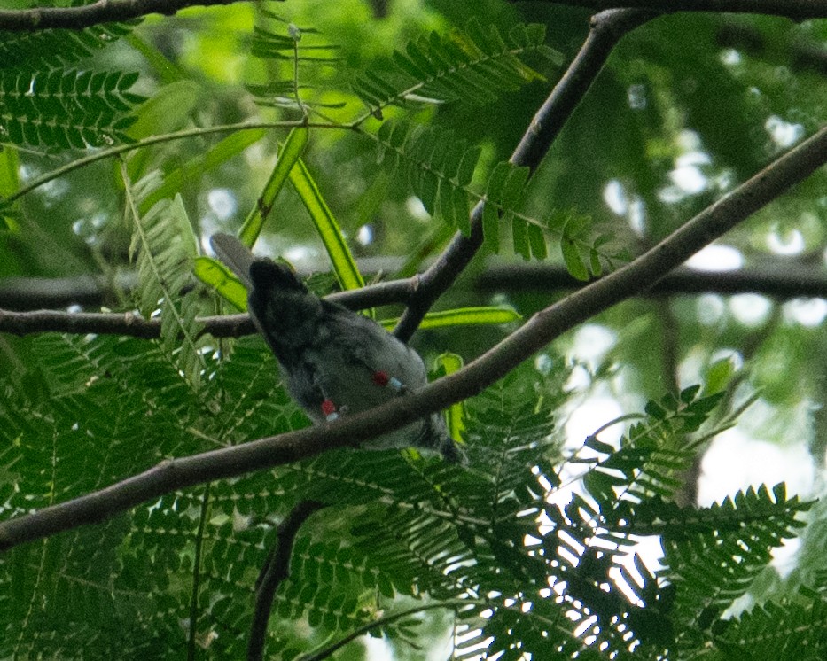 Rarotonga Monarch - ML631217163
