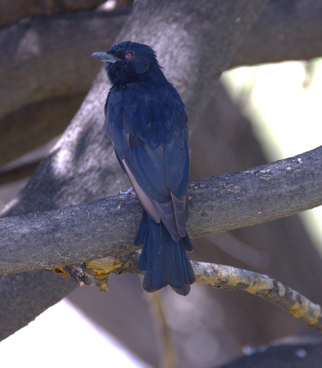 Trauerdrongo (apivorus) - ML631217200