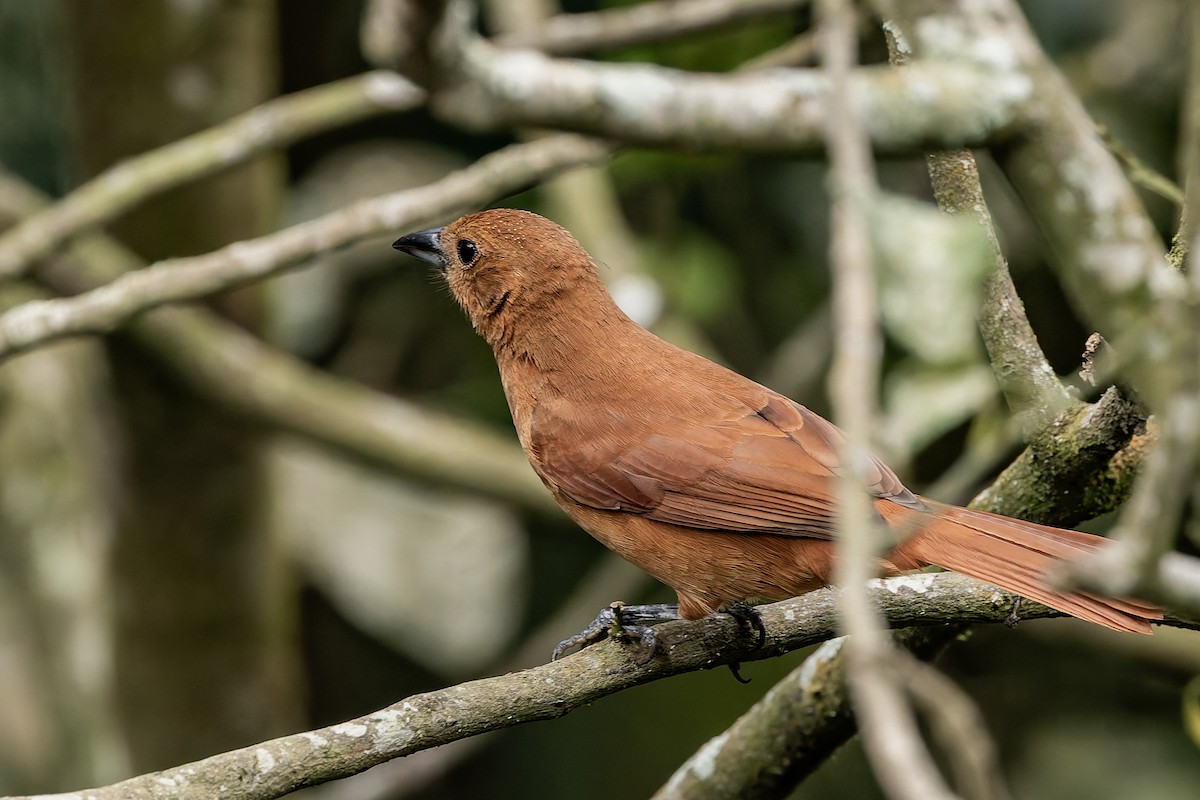 White-lined Tanager - ML631217242