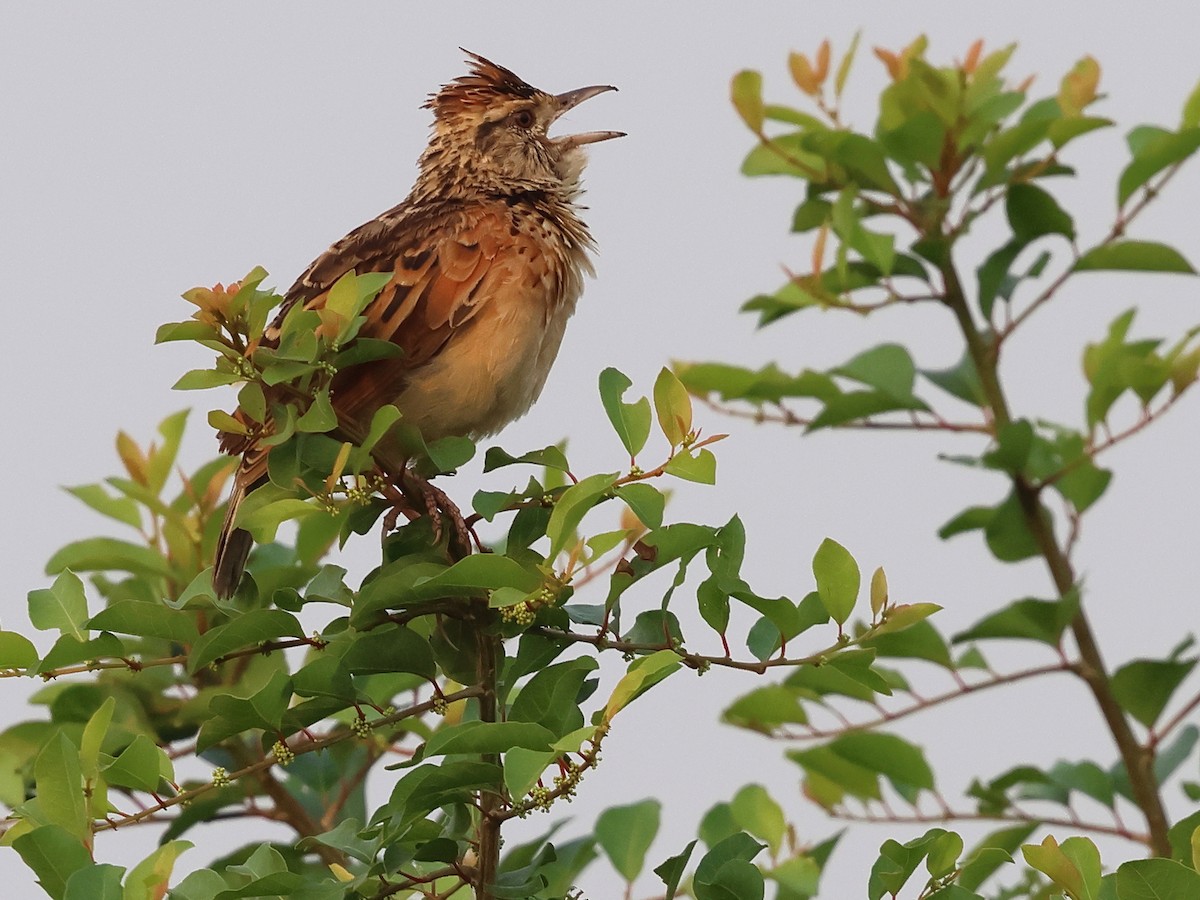 Rufous-naped Lark (Rufous-naped) - ML631217283