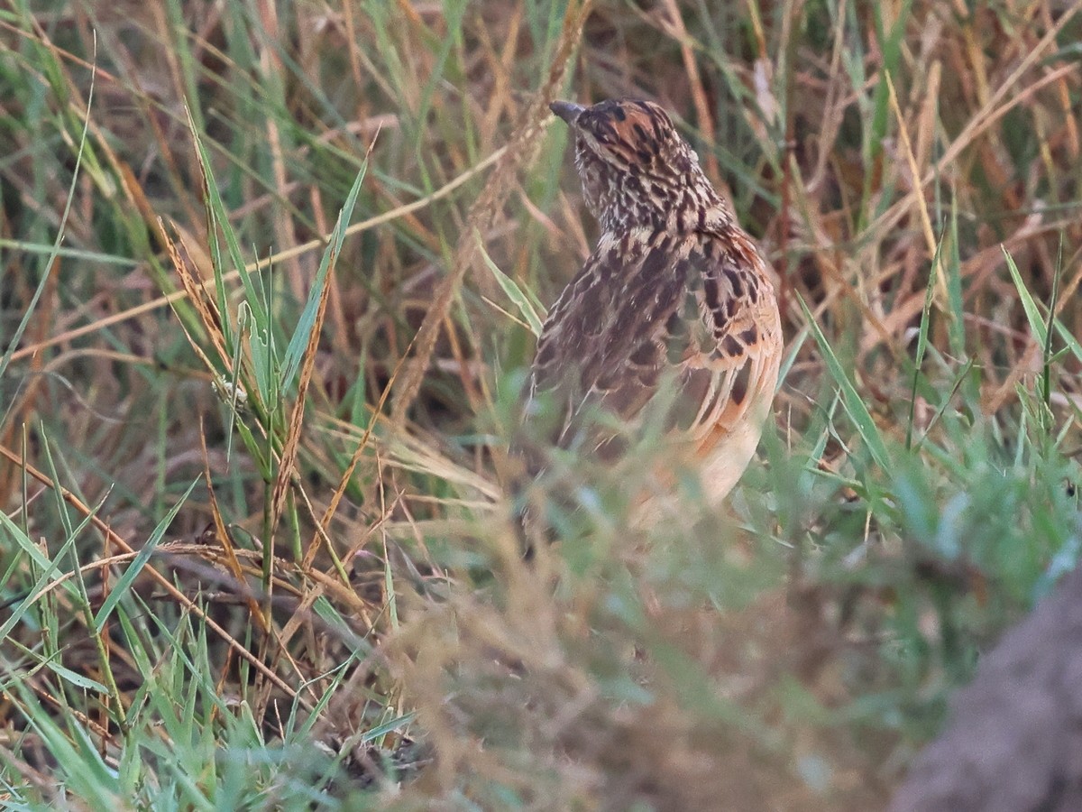 Rufous-naped Lark (Rufous-naped) - ML631217289