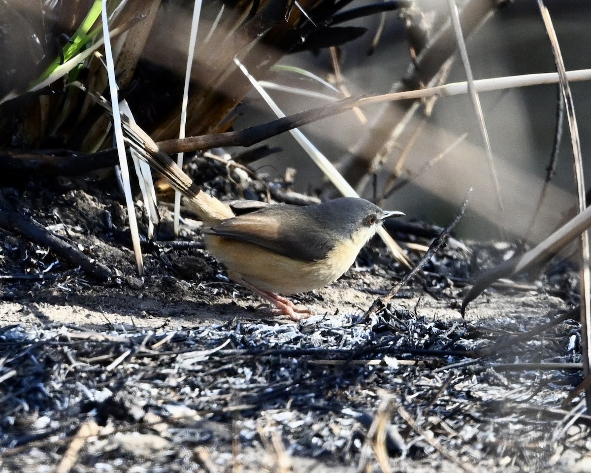 Ashy Prinia - ML631217347