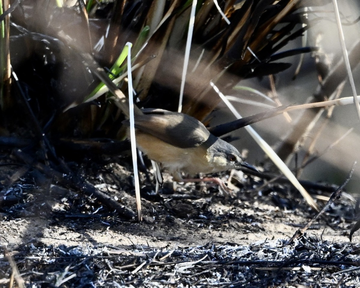 Ashy Prinia - ML631217348