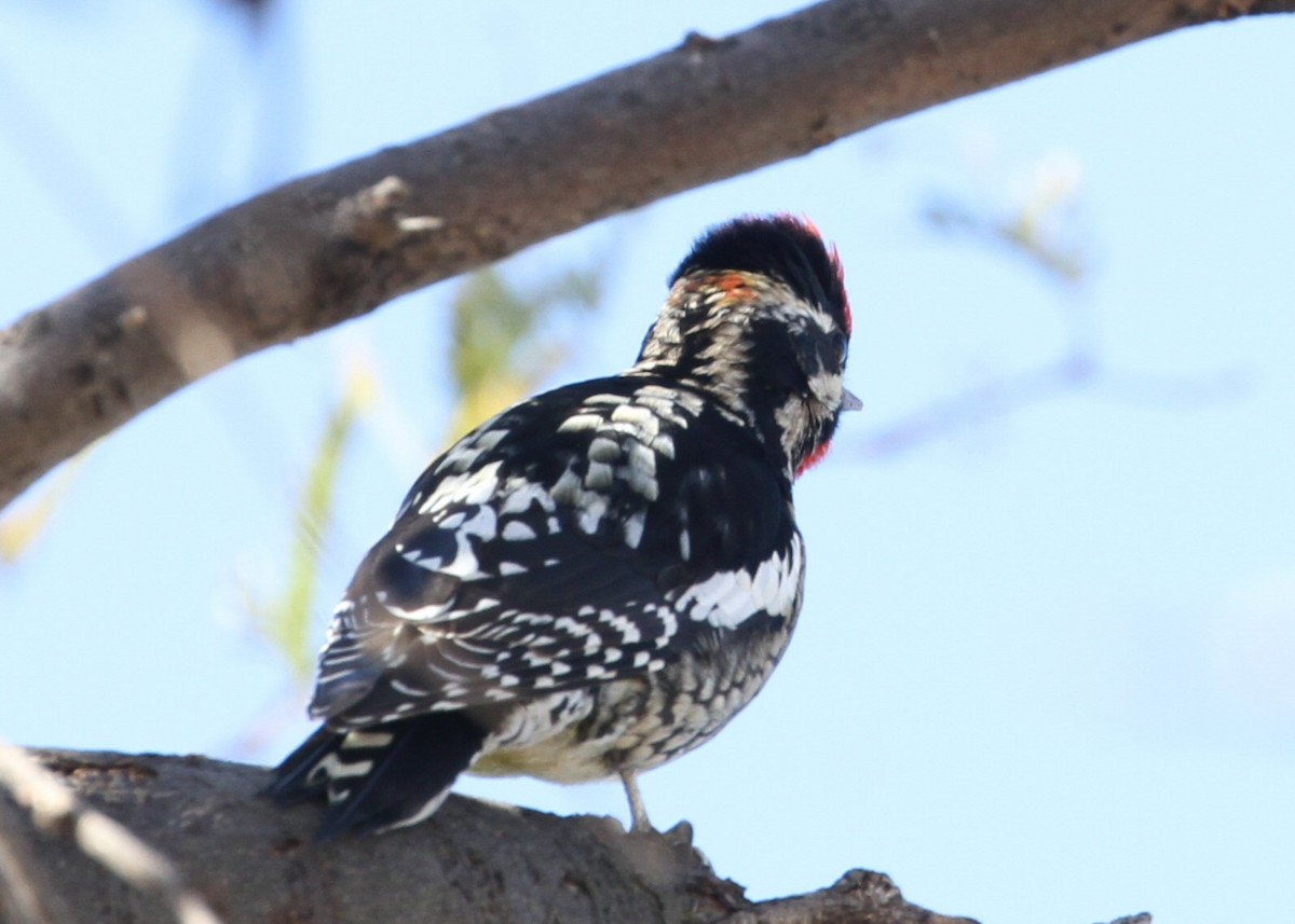 Sphyrapicus sp. - ML631217349