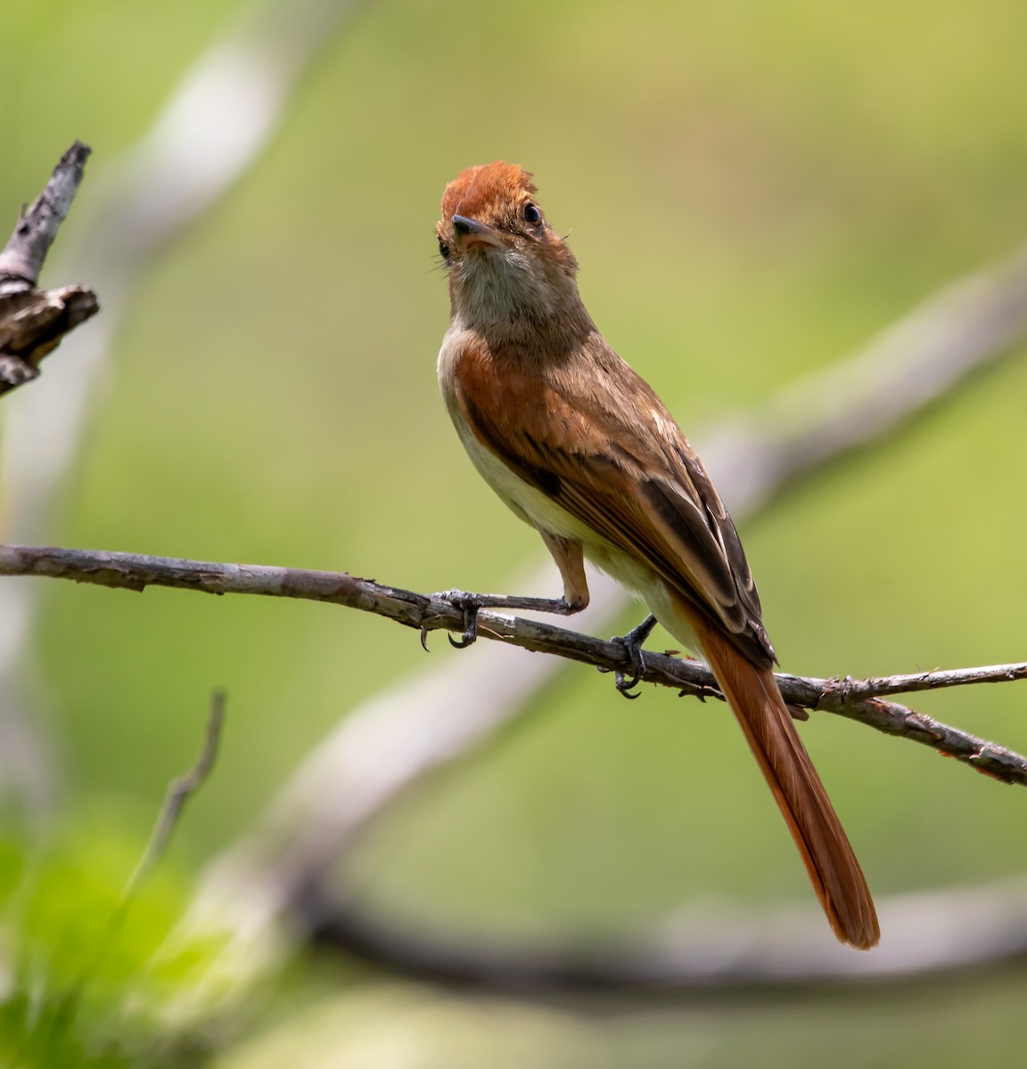Ash-throated Casiornis - ML631217382