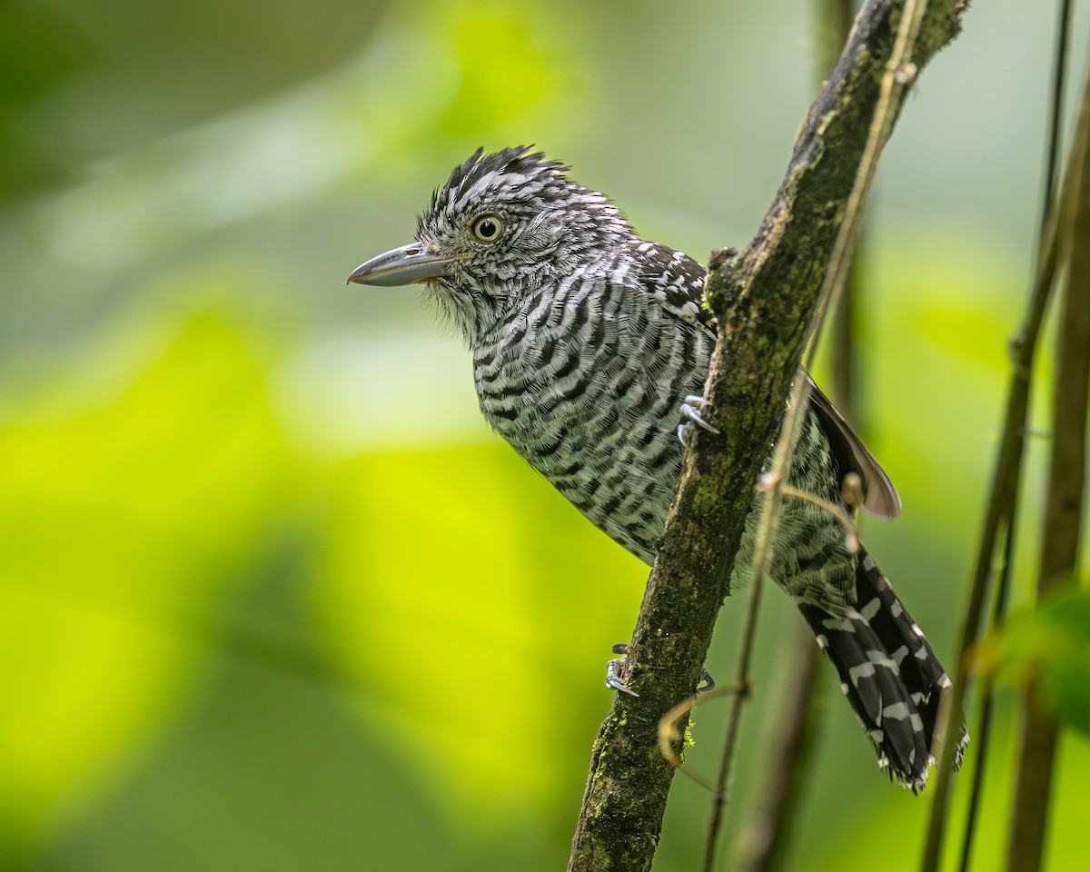 Barred Antshrike - ML631217410