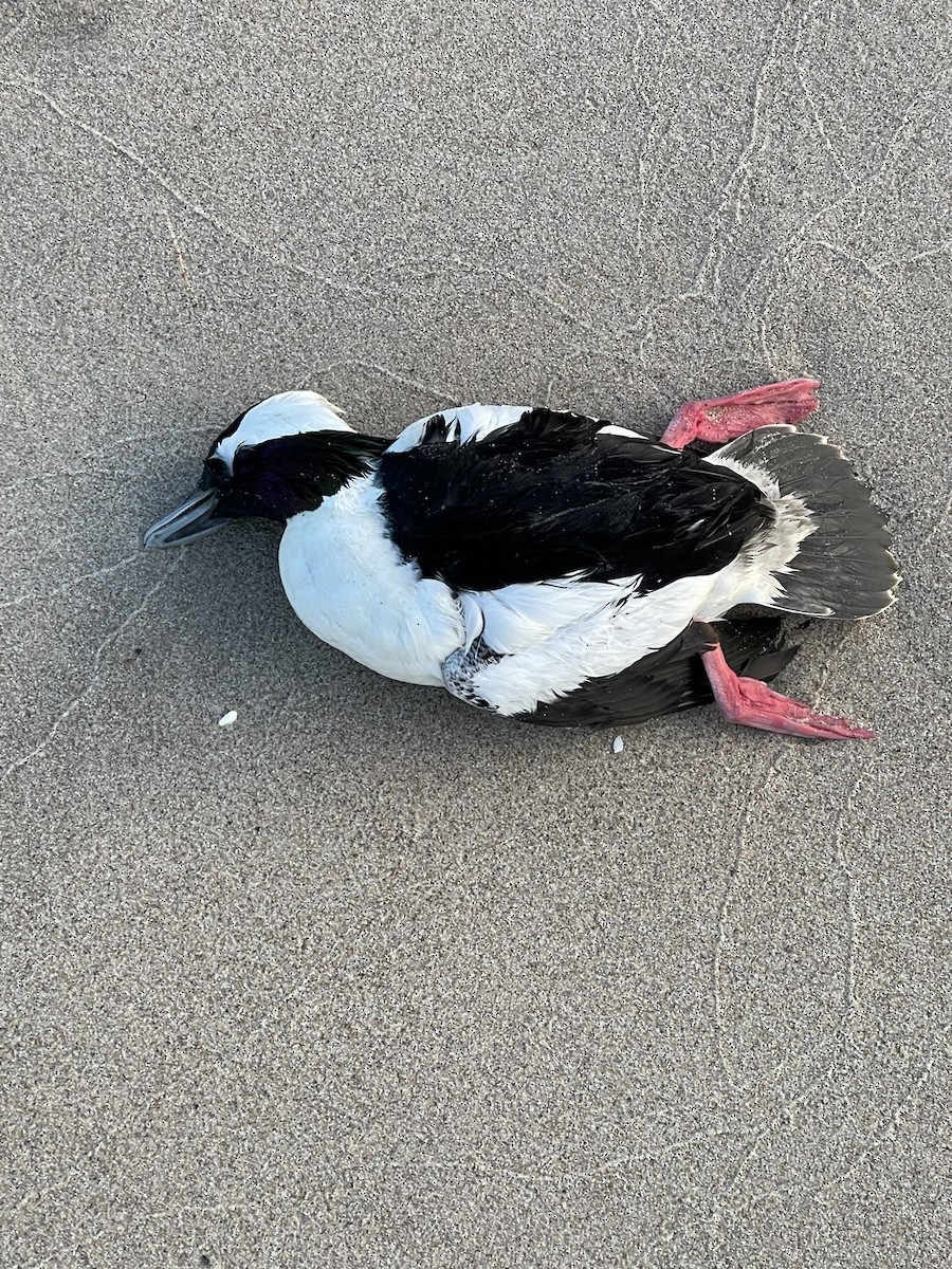Bufflehead - ML631217435