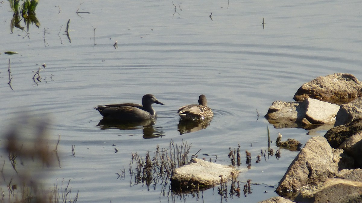 Gadwall - ML631217437