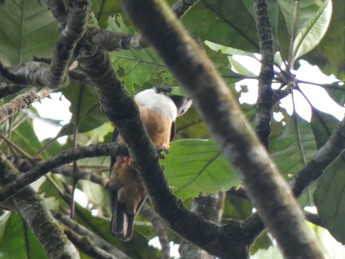 Rufous-bellied Helmetshrike - ML631217456