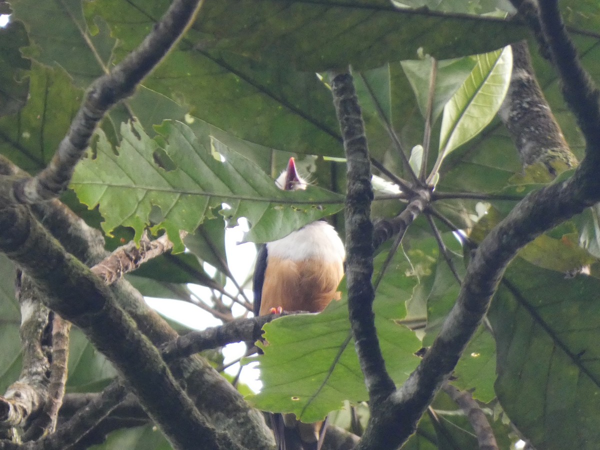 Rufous-bellied Helmetshrike - ML631217459