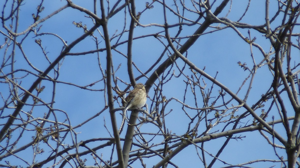 Eurasian Linnet - ML631217494