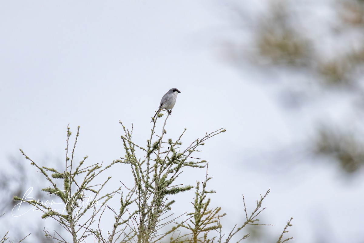 Loggerhead Shrike - ML631217503