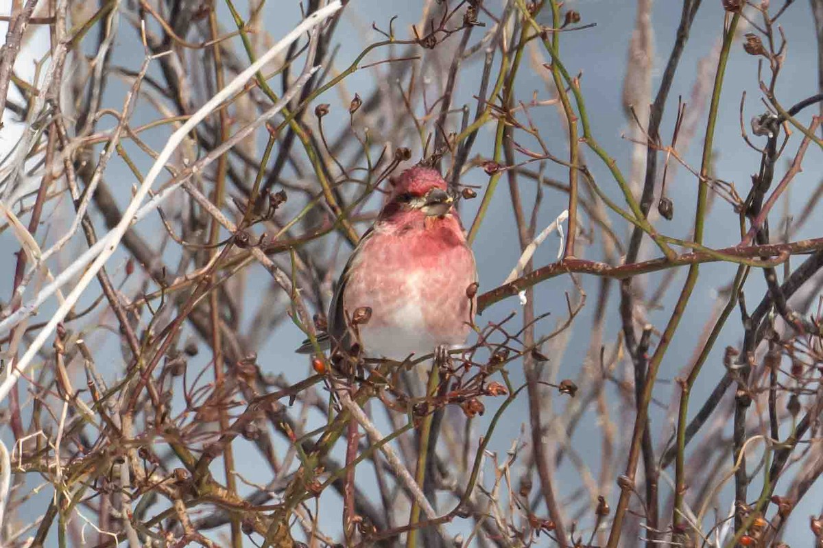 Purple Finch - ML631217544