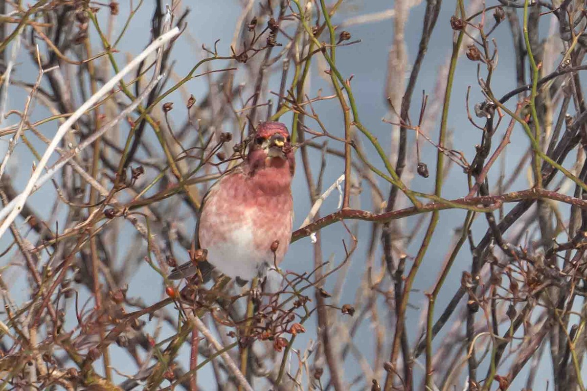 Purple Finch - ML631217545