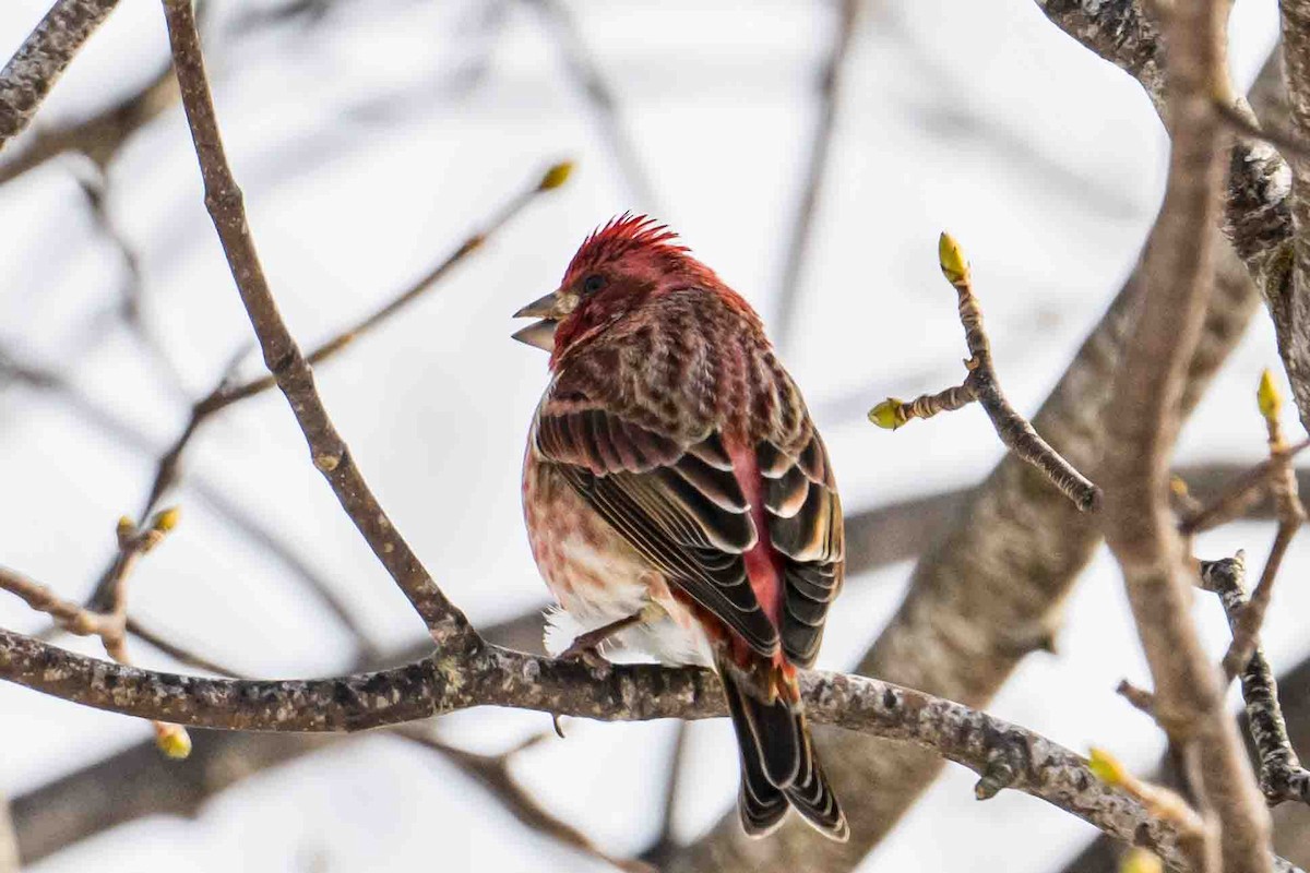 Purple Finch - ML631217546