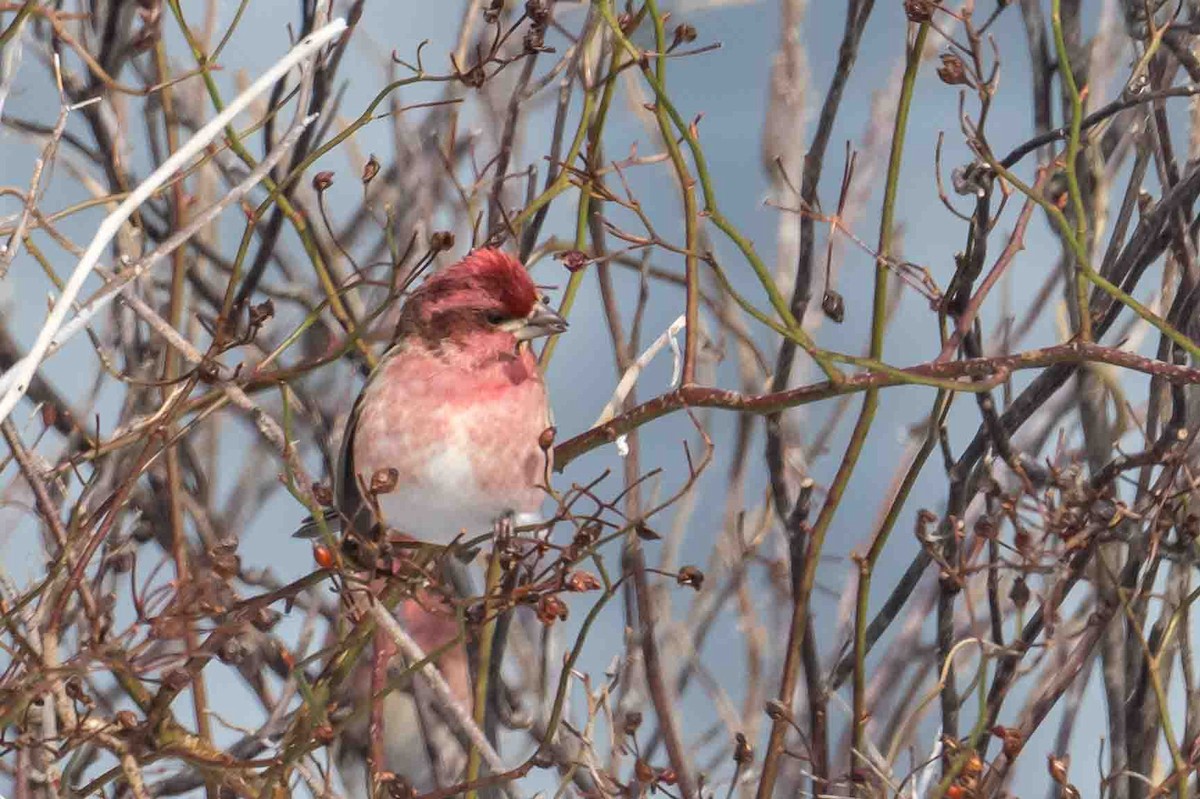 Purple Finch - ML631217547