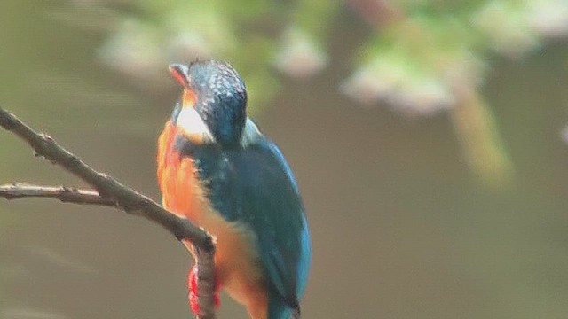 Common Kingfisher - ML631217584