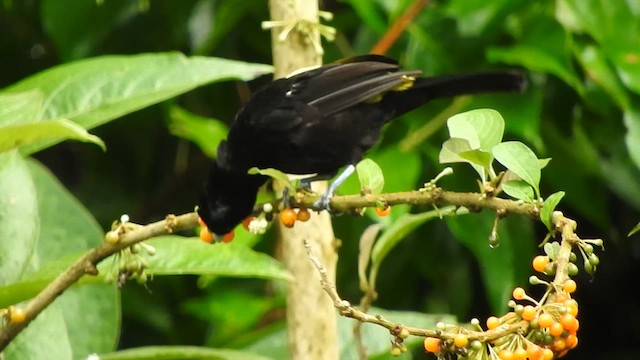 ミナミコシアカフウキンチョウ - ML631217794