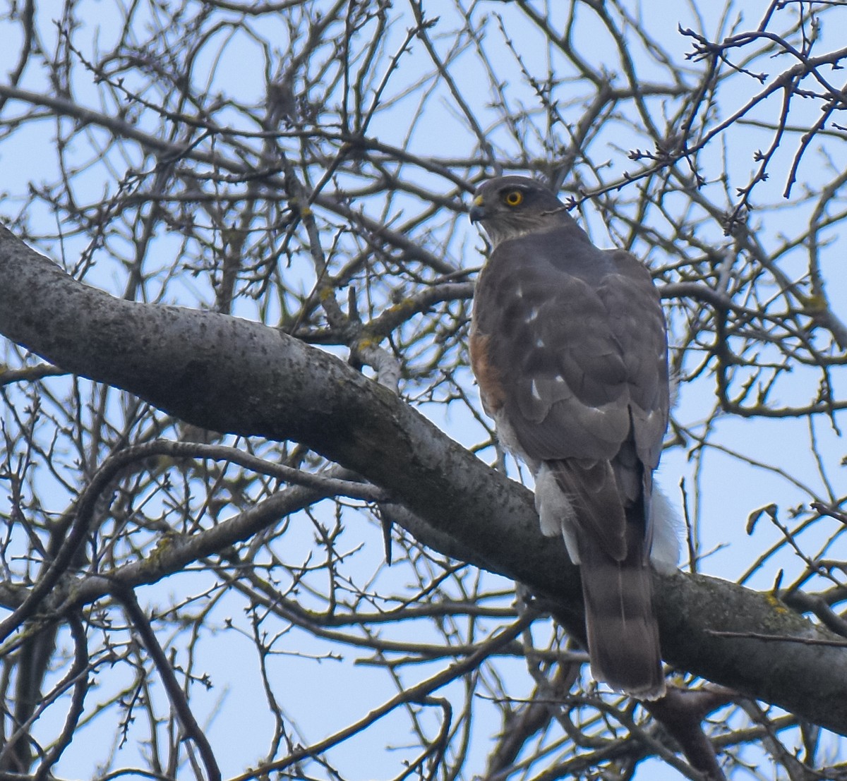 Морин харцага - ML631217823