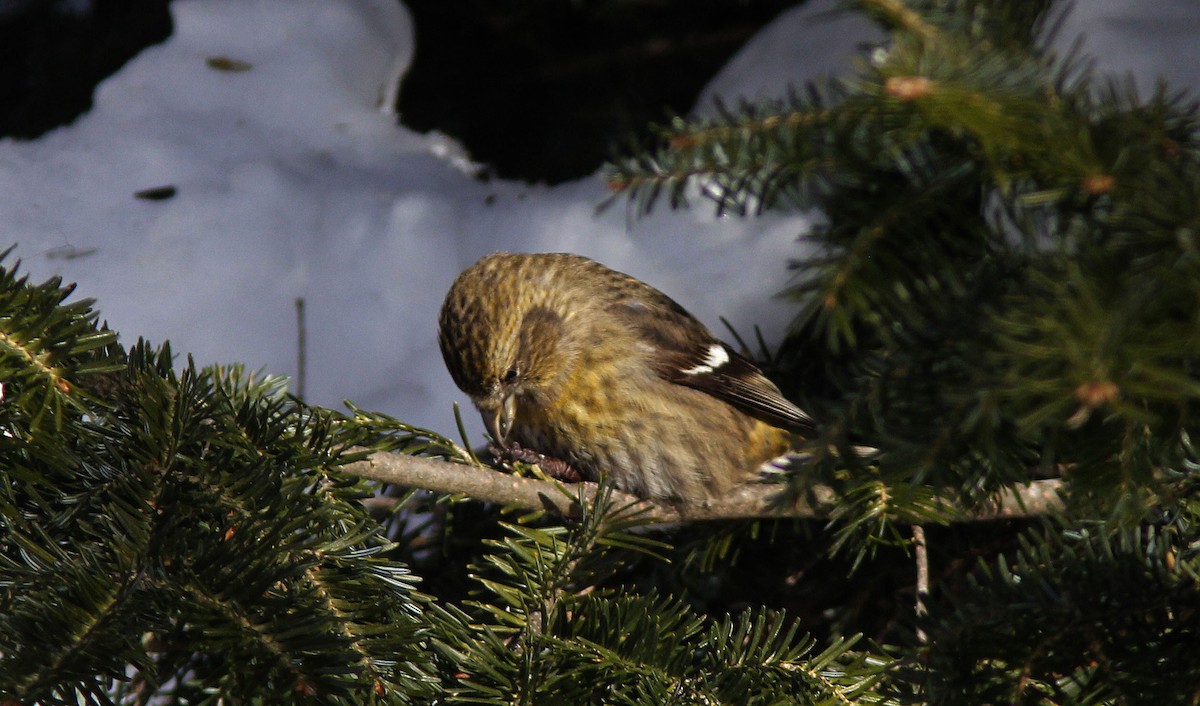 Тольт солбин хошуут - ML631217878