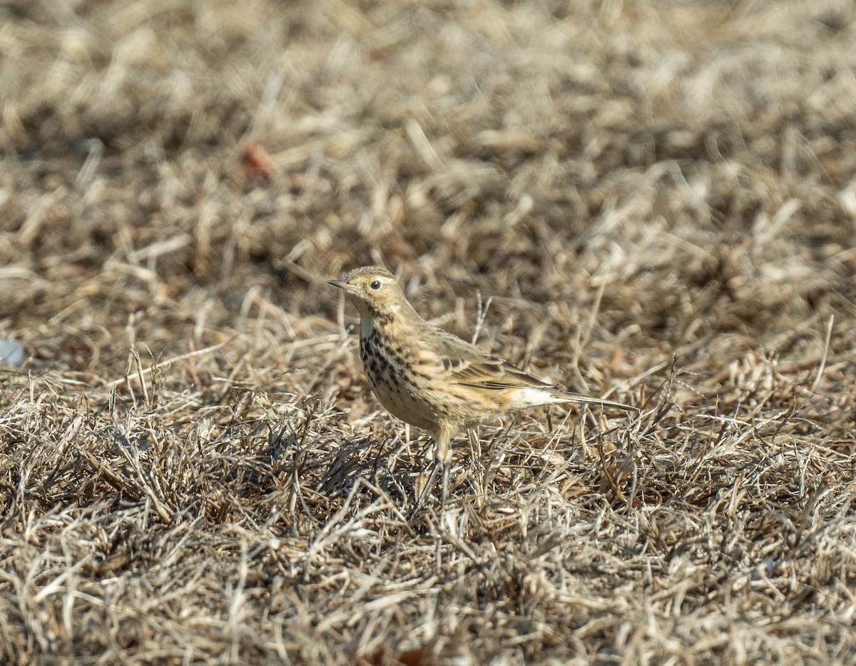 linduška tundrová - ML631217915