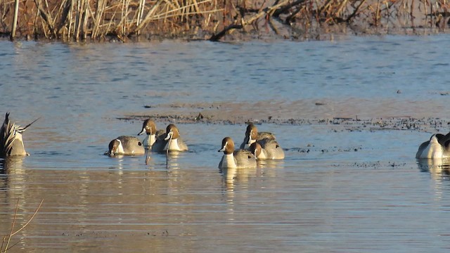 Northern Pintail - ML631217926