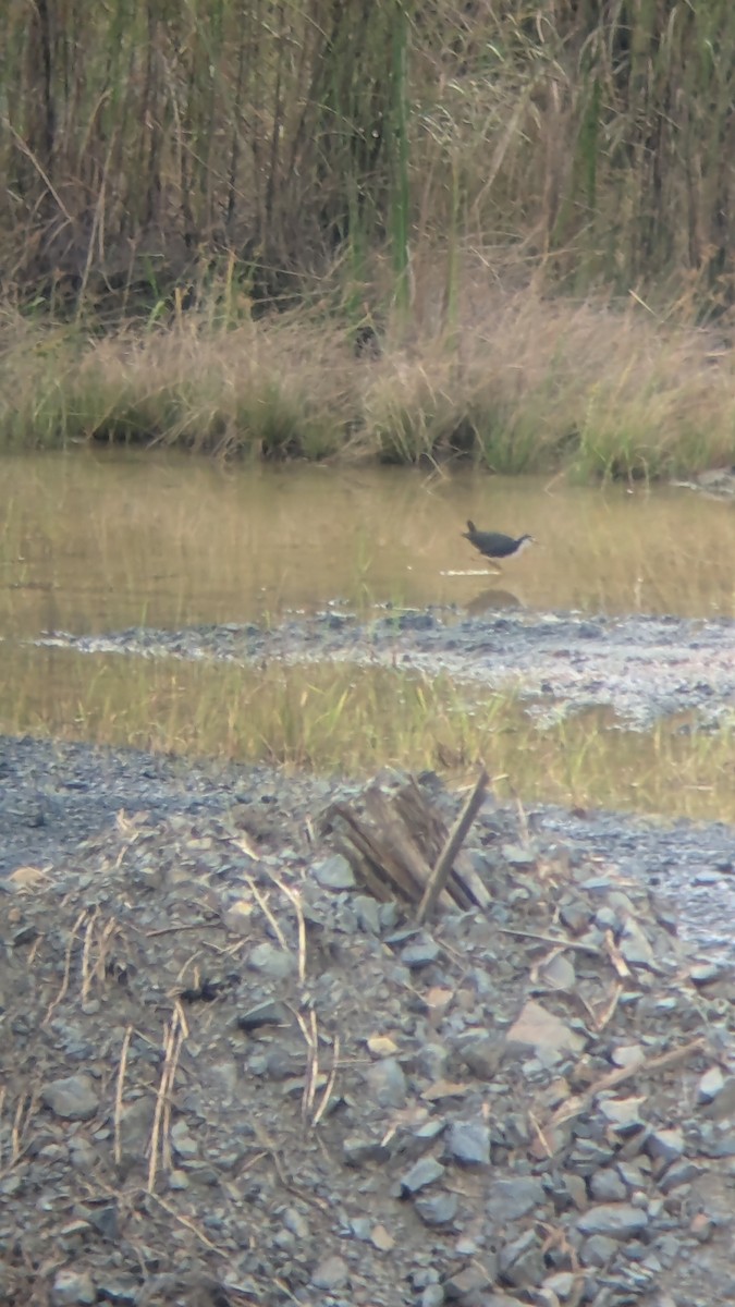 White-breasted Waterhen - ML631218061