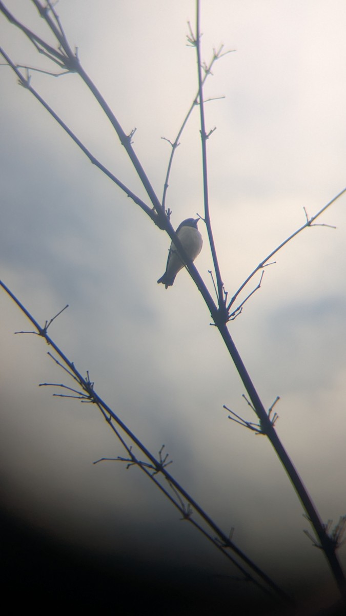 White-breasted Woodswallow - ML631218078