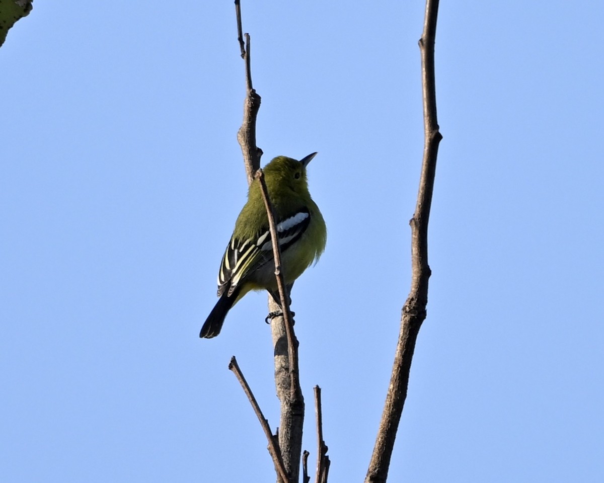 Common Iora - ML631218135