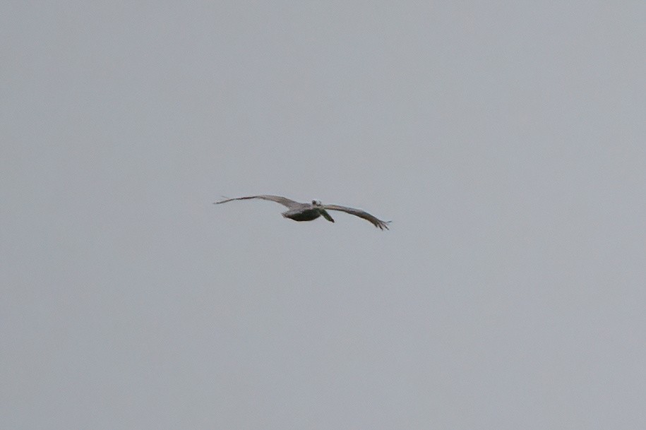 Brown Pelican - ML631218243