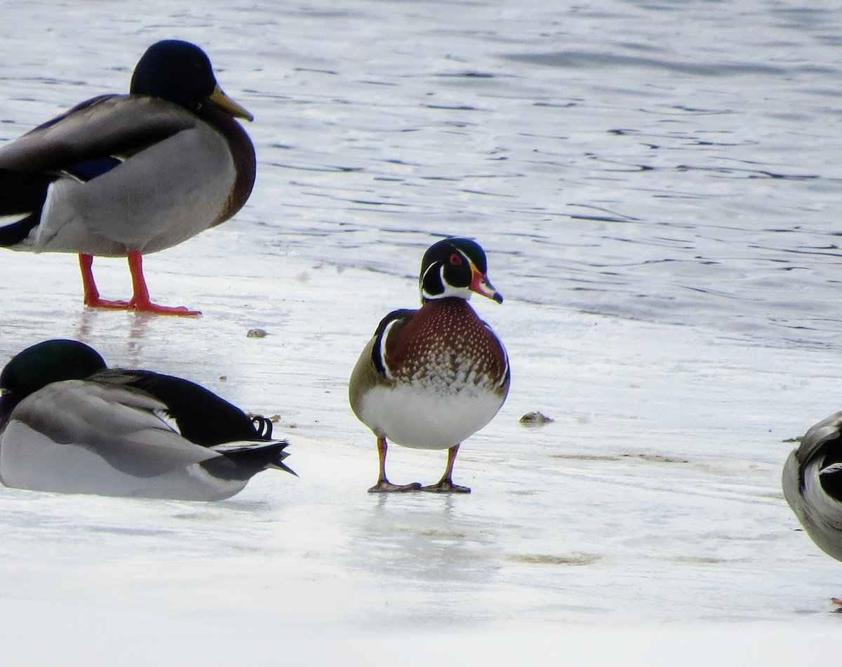 Canard branchu - ML631218248